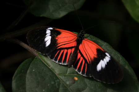 Papillon rouge